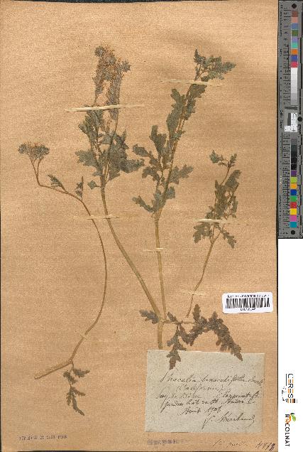 spécimen de Phacelia tanacetifolia