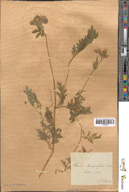 spécimen de Phacelia tanacetifolia