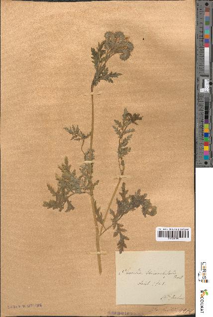 spécimen de Phacelia tanacetifolia