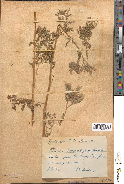 spécimen de Phacelia tanacetifolia