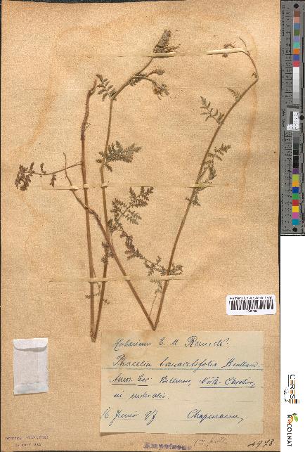 spécimen de Phacelia tanacetifolia