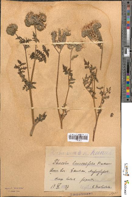 spécimen de Phacelia tanacetifolia