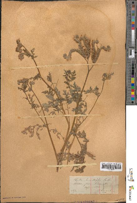 spécimen de Phacelia tanacetifolia