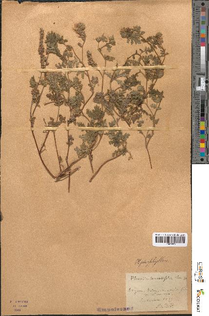 spécimen de Phacelia tanacetifolia