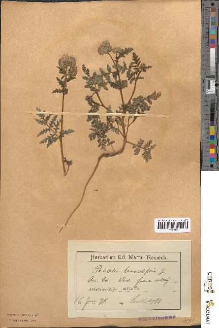 spécimen de Phacelia tanacetifolia