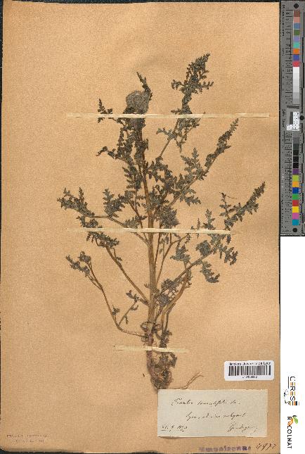 spécimen de Phacelia tanacetifolia