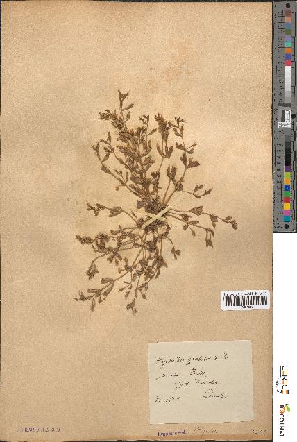 spécimen de Ilysanthes gratioloides