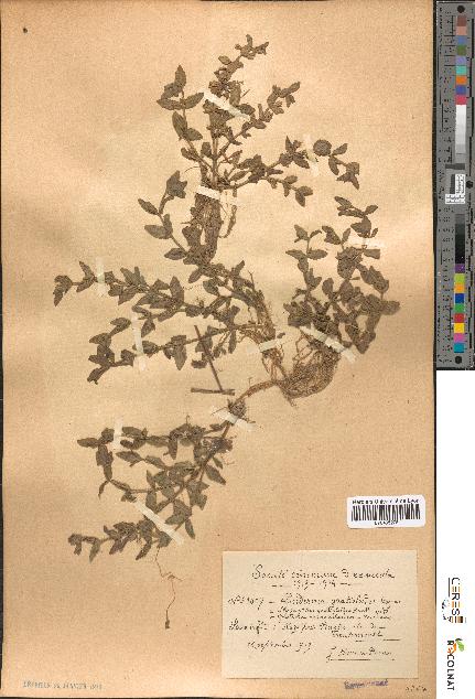 spécimen de Lindernia gratioloides