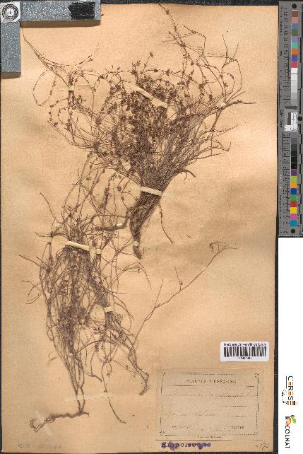 spécimen de Micromeria filiformis