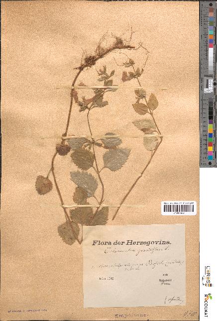 spécimen de Calamintha grandiflora