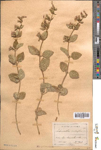 spécimen de Calamintha grandiflora