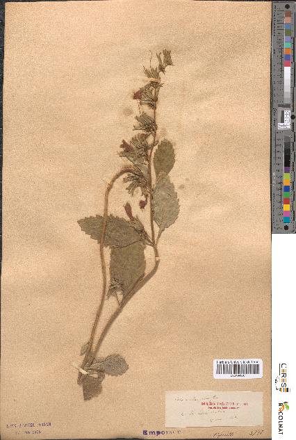 spécimen de Calamintha grandiflora