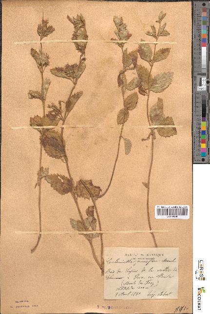 spécimen de Calamintha grandiflora