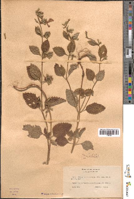 spécimen de Calamintha grandiflora