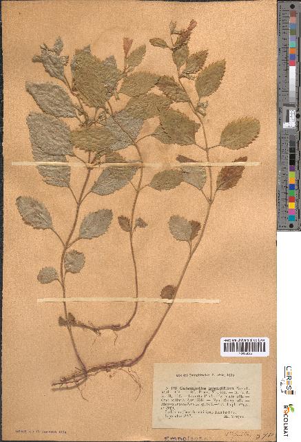 spécimen de Calamintha grandiflora