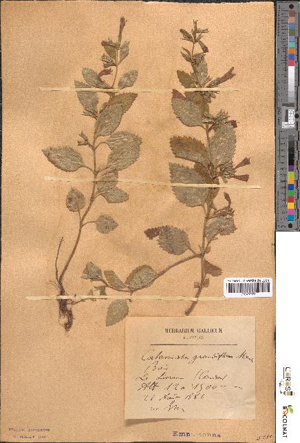 spécimen de Calamintha grandiflora