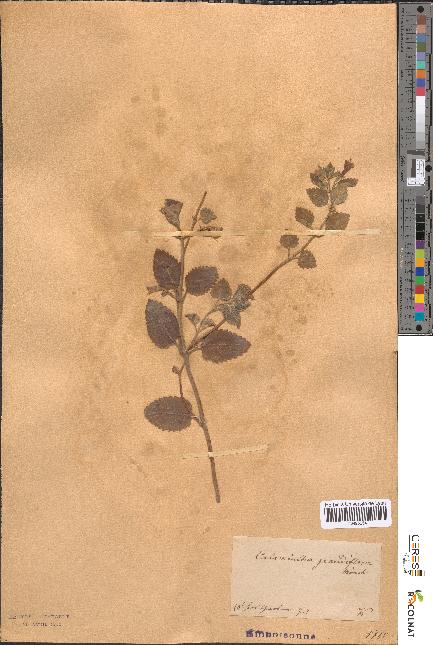 spécimen de Calamintha grandiflora