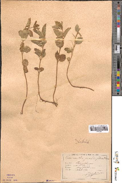 spécimen de Calamintha grandiflora