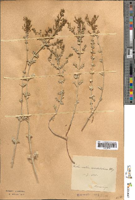 spécimen de Calamintha candidissima