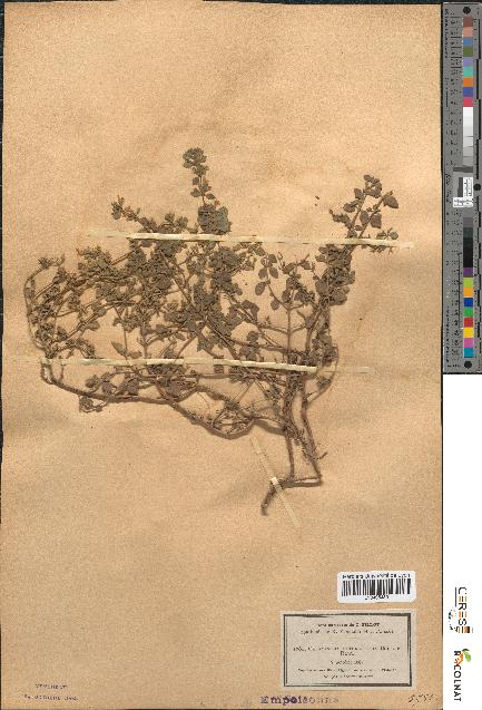 spécimen de Calamintha heterotricha