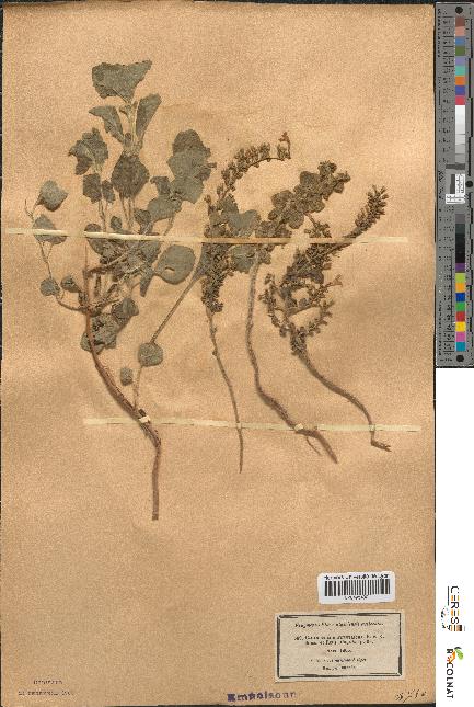 spécimen de Calamintha heterotricha