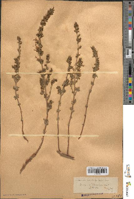 spécimen de Calamintha heterotricha