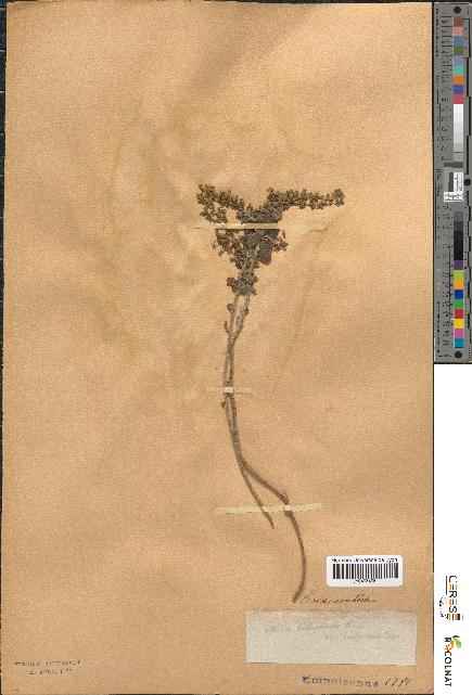 spécimen de Calamintha heterotricha