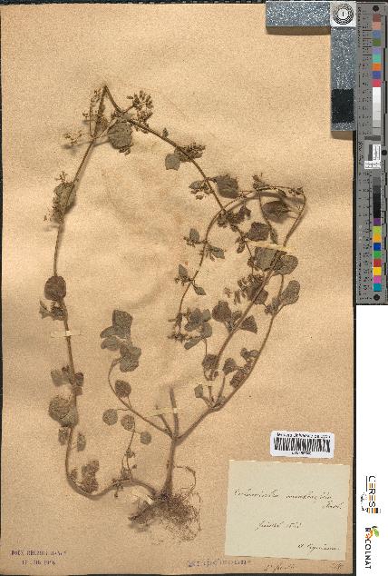 spécimen de Calamintha menthaefolia