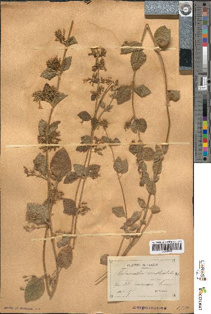 spécimen de Calamintha menthaefolia