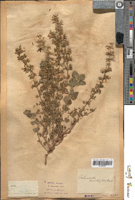 spécimen de Calamintha menthaefolia