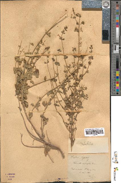 spécimen de Calamintha menthaefolia