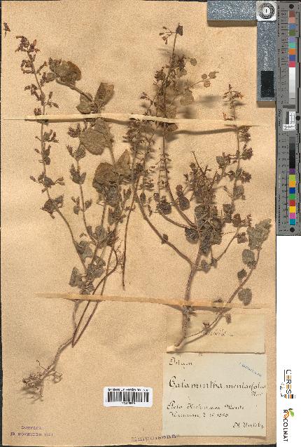 spécimen de Calamintha menthaefolia