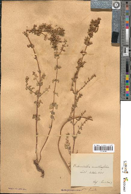 spécimen de Calamintha menthaefolia