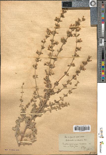 spécimen de Calamintha menthaefolia