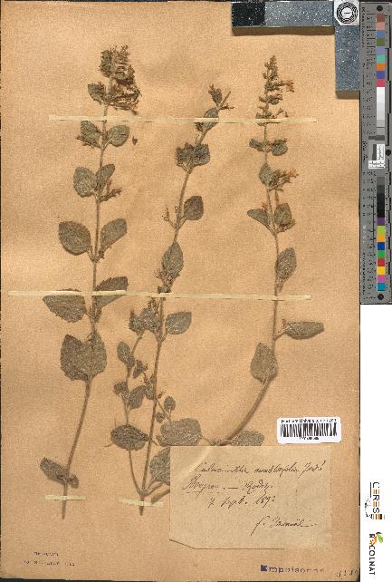 spécimen de Calamintha menthaefolia