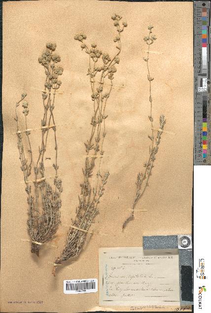 spécimen de Teucrium capitatum