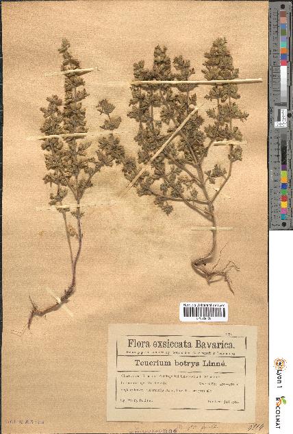 spécimen de Teucrium botrys