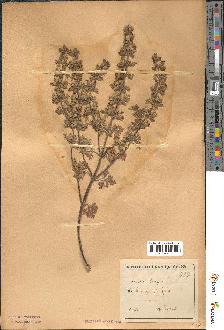 spécimen de Teucrium botrys