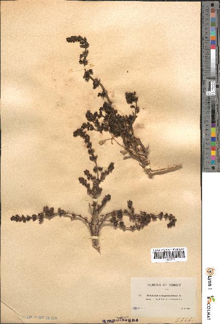 spécimen de Teucrium campanulatum