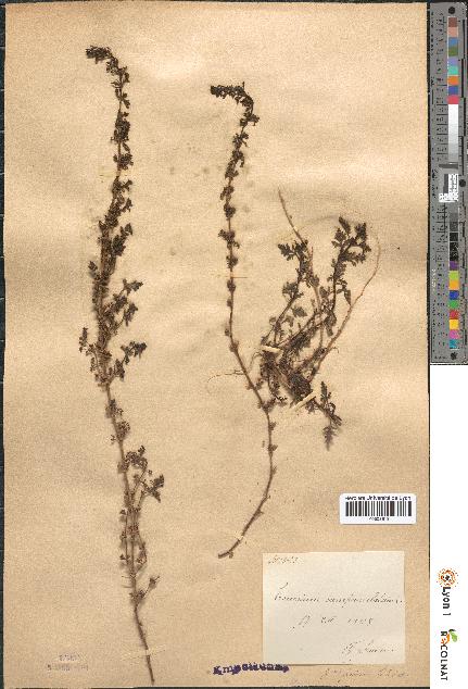 spécimen de Teucrium campanulatum