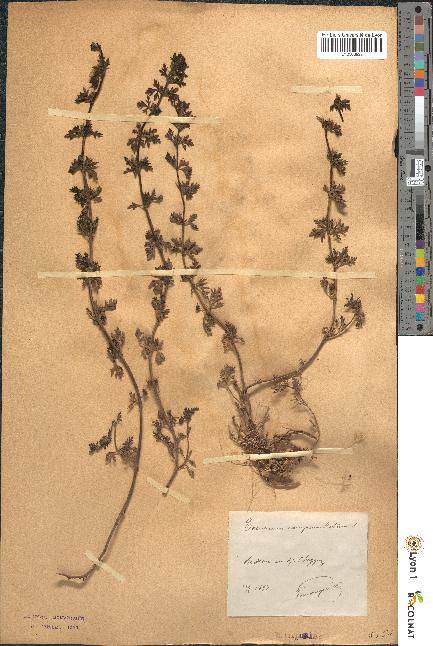 spécimen de Teucrium campanulatum