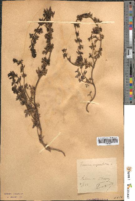 spécimen de Teucrium campanulatum