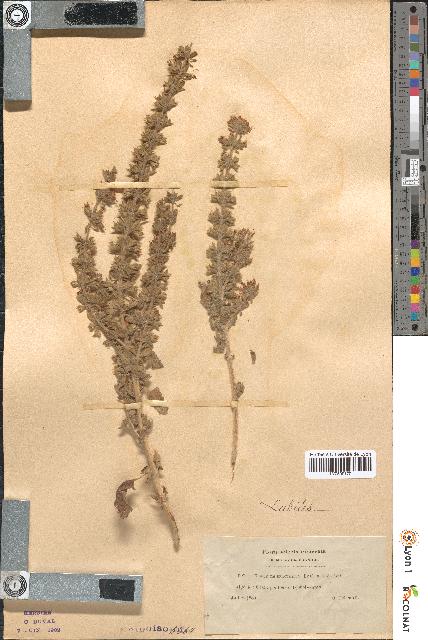 spécimen de Teucrium bracteatum