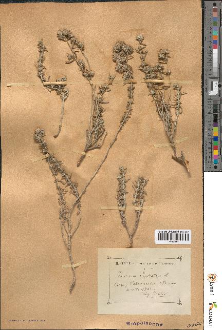 spécimen de Teucrium capitatum