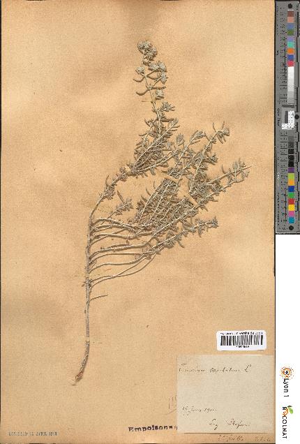 spécimen de Teucrium capitatum