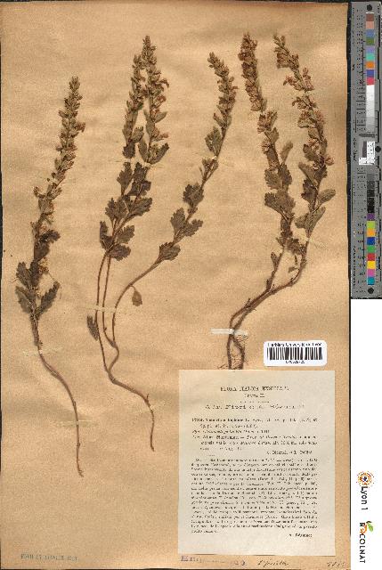 spécimen de Teucrium lucidum