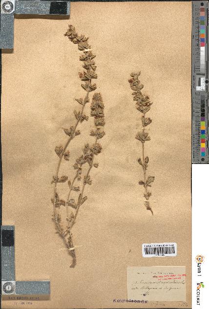 spécimen de Teucrium divaricatum