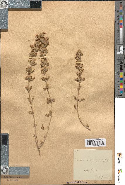 spécimen de Teucrium divaricatum