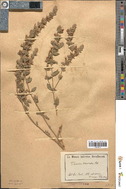 spécimen de Teucrium divaricatum