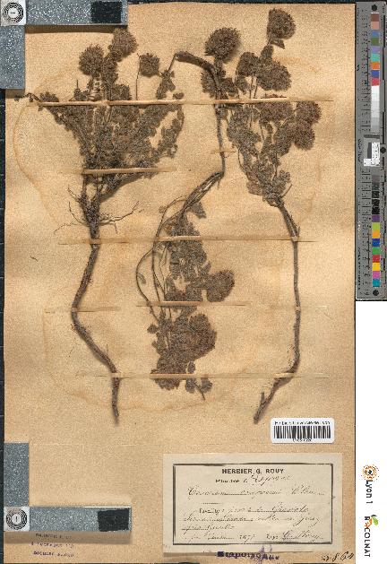 spécimen de Teucrium compactum